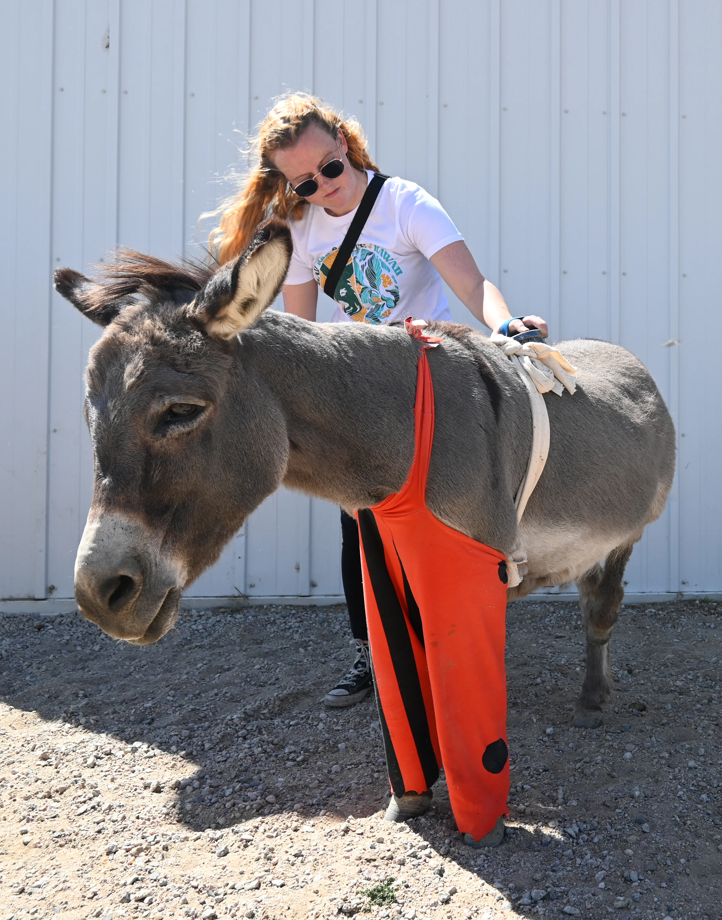 Give A Hoof Program | Donkey Rescue - Image 2