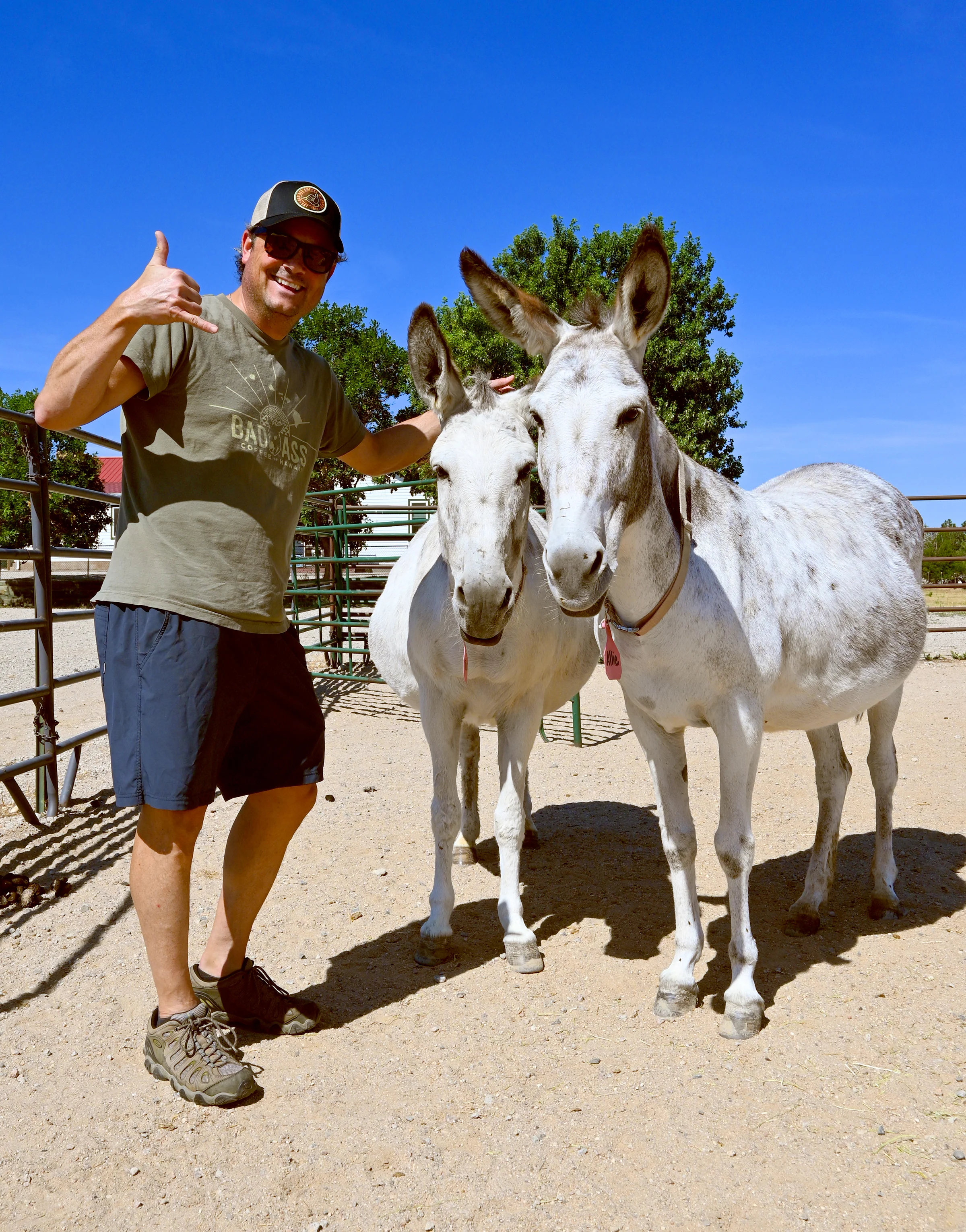 Give A Hoof Program | Donkey Rescue - Image 4